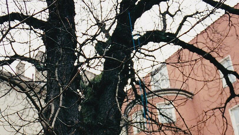 Die stattliche Kastanie in der Türkenstraße wäre 1997 fast gefällt worden. Mit vereinten Kräften retteten die Anwohner den Baum. Die stattliche Kastanie in der Türkenstraße wäre 1997 fast gefällt worden. Mit vereinten Kräften retteten die Anwohner den Baum.