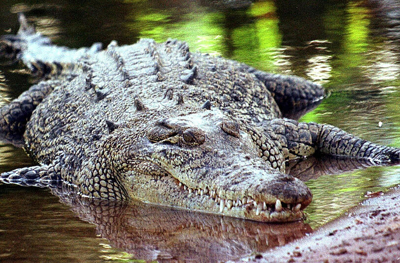 In Florida hat Krokodil ein kleines Kind angegriffen und ist daraufhin mit ihm verschwunden. (Symbolfoto)