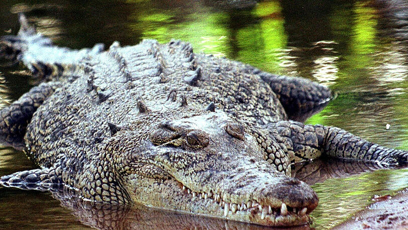 In Florida hat Krokodil ein kleines Kind angegriffen und ist daraufhin mit ihm verschwunden. (Symbolfoto) In Florida hat Krokodil ein kleines Kind angegriffen und ist daraufhin mit ihm verschwunden. (Symbolfoto)