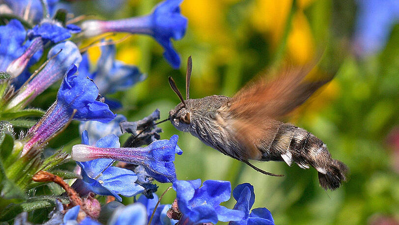 Der typische "Schwingflug" der Schmetterlinge erinnert an Kolibris.