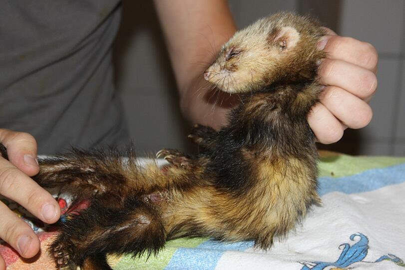 Die Tiere waren abgemagert und hatten Ohrmilben.