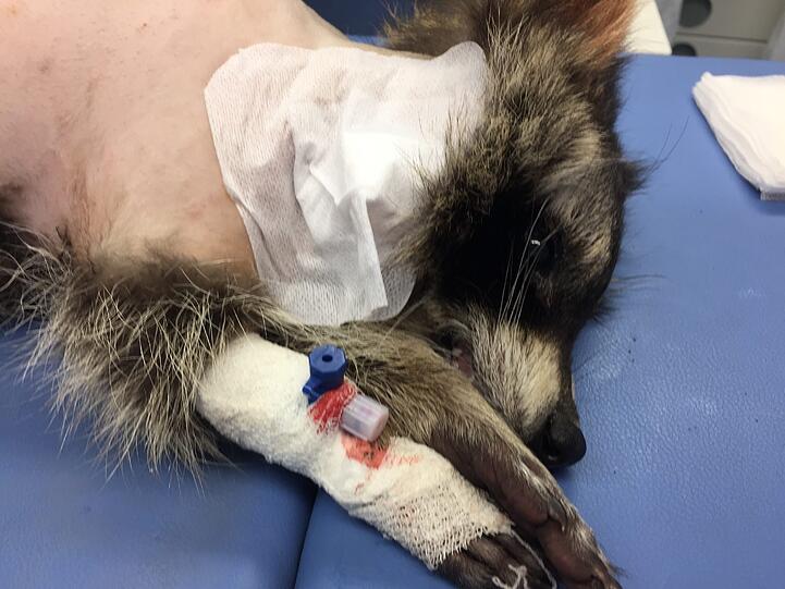 Weitere Bilder von Jacky und der ersten Herzschrittmacher-OP weltweit an einem Waschbären.