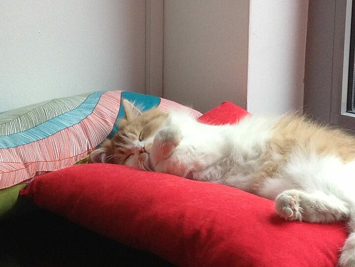 Katze Ayla schläft tief und fest, während neben ihr Kaffee getrunken wird.
