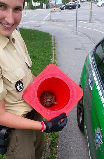Ein Passant holte die kleine Schildkröte von der Straße und brachte sie in Sicherheit.