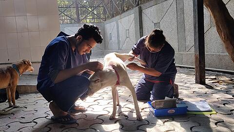Hunde werden nach der Sterilisation im Zentrum für Geburtenkontrolle und Sterilisation postoperativ versorgt.
