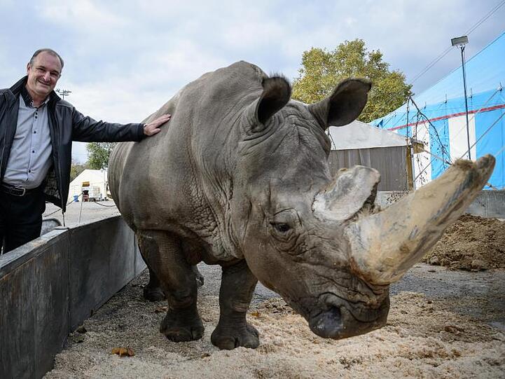 Frank Keller, Tierschutzberater im Zirkus Krone steht mit dem Breitmaulnashorn "Tsavo" an einem Gehege im Zirkus Krone. Foto: Sina Schuldt/Archiv