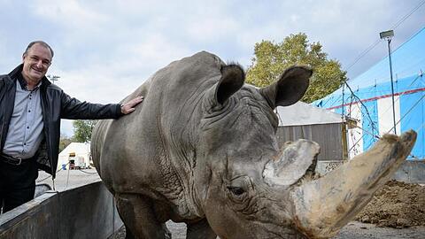 Frank Keller, Tierschutzberater im Zirkus Krone steht mit dem Breitmaulnashorn "Tsavo" an einem Gehege im Zirkus Krone. Foto: Sina Schuldt/Archiv