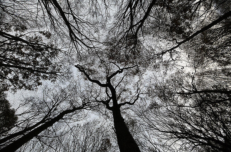 Tragischer Unfall im Wald - ein Mann wurde von einem Ast erschlagen.