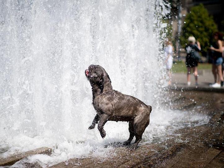 Ein Mops erfrischt sich bei heißen Temperaturen in einem Springbrunnen im Berliner Lustgarten.