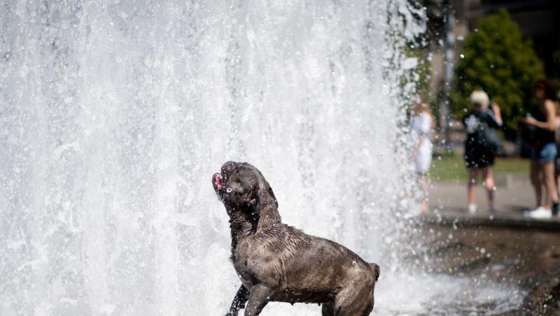 Ein Mops erfrischt sich bei heißen Temperaturen in einem Springbrunnen im Berliner Lustgarten. Ein Mops erfrischt sich bei heißen Temperaturen in einem Springbrunnen im Berliner Lustgarten.