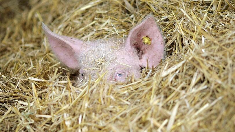 Ein Schweinchen spielt im Stroh. Ein Schweinchen spielt im Stroh.
