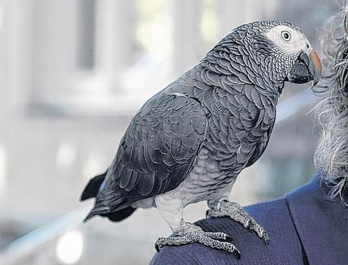 Seit dem 30. Januar verschwunden: Thalkirchens bekanntester und beliebtester Vogel, das Graupapagei-Männchen namens Laura.