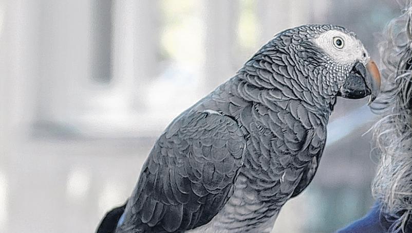 Seit dem 30. Januar verschwunden: Thalkirchens bekanntester und beliebtester Vogel, das Graupapagei-Männchen namens Laura. Seit dem 30. Januar verschwunden: Thalkirchens bekanntester und beliebtester Vogel, das Graupapagei-Männchen namens Laura.