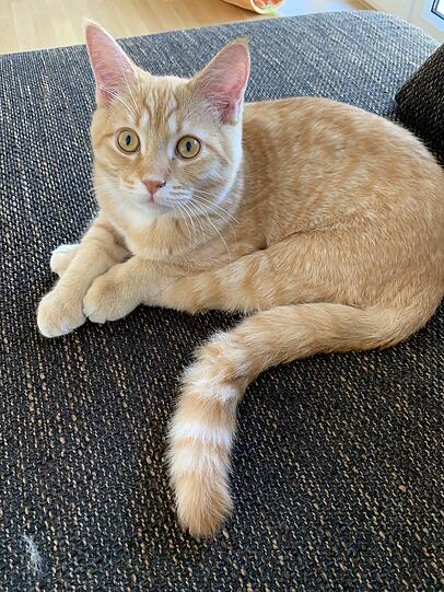 Leo