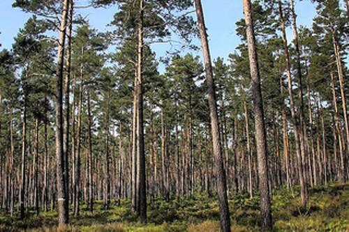 80 Prozent der Bäume im &bdquo;Steckerlas-Wald&ldquo; rund um Nürnberg sind wie hier im Foto Kiefern.