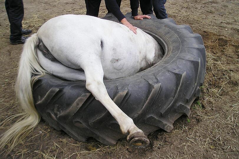 Missliche Lage: Dieser Klepper ist in einen großen Reifen gefallen. Die Feuerwehr befreite das Tier aus dem Traktor-Pneu.