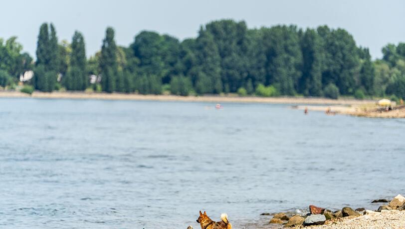 Seit Samstagabend werden drei Menschen nach dem Baden im Rhein vermisst. (Archivbild) Seit Samstagabend werden drei Menschen nach dem Baden im Rhein vermisst. (Archivbild)
