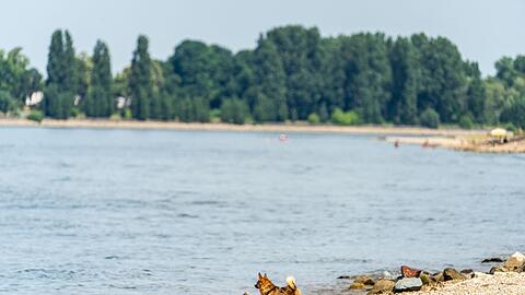 Seit Samstagabend werden drei Menschen nach dem Baden im Rhein vermisst. (Archivbild)