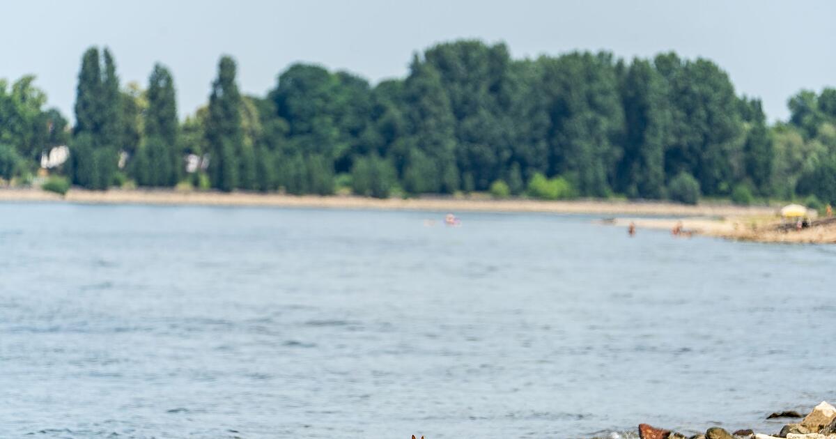 Drei-Tote-aus-dem-Rhein-in-Hessen-geborgen