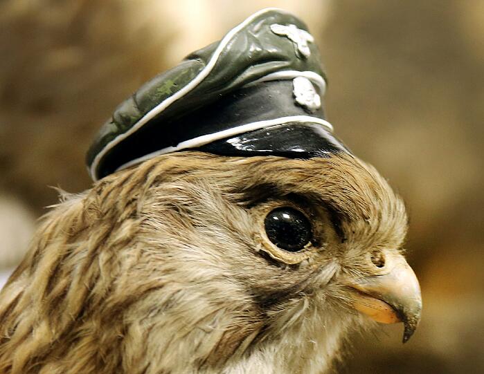Diesem ausgestopften Falken hat der 51-Jährige eine Totenkopf-SS-Mütze in Miniaturausgabe ausgesetzt...