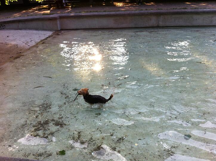 Sprung ins kühle Wasser, und schnell das Stöckchen holen...