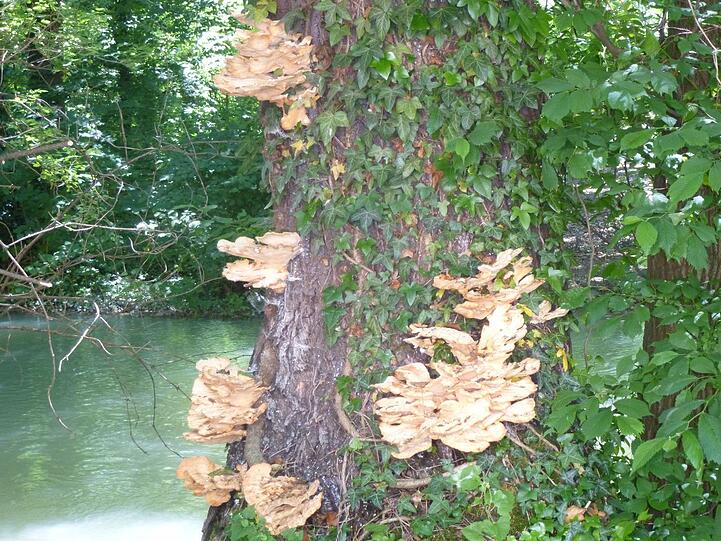 Riesig: Die Schwammerl an dem Baum in der Liebergesellstraße.