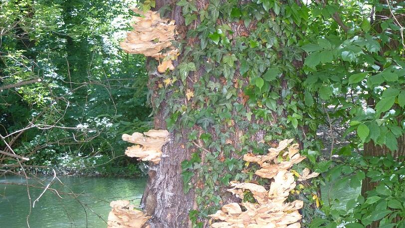 Riesig: Die Schwammerl an dem Baum in der Liebergesellstraße.