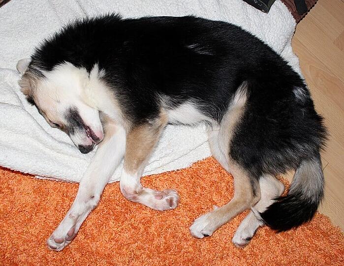 Das ist Rex. Zurzeit ist er in Schwabing daheim.