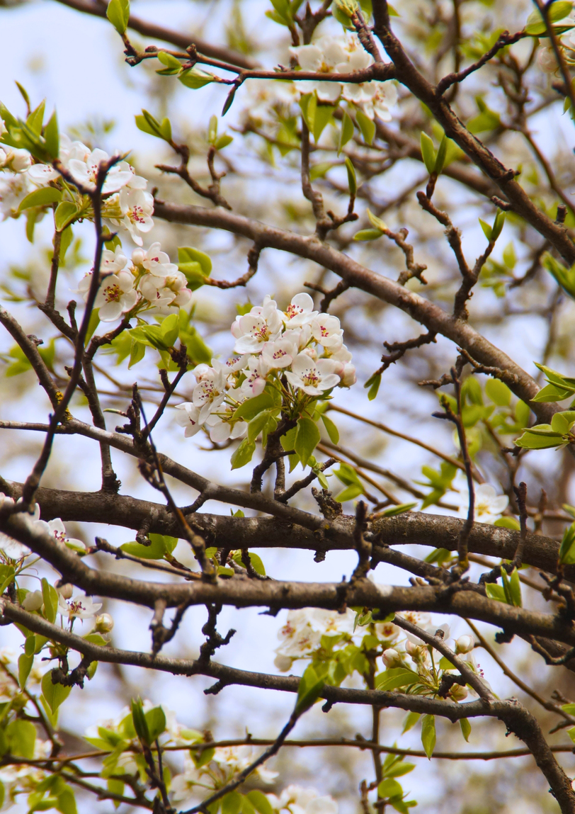 Die Ur-Birnen bl&uuml;hen voraussichtlich noch bis Ende April.