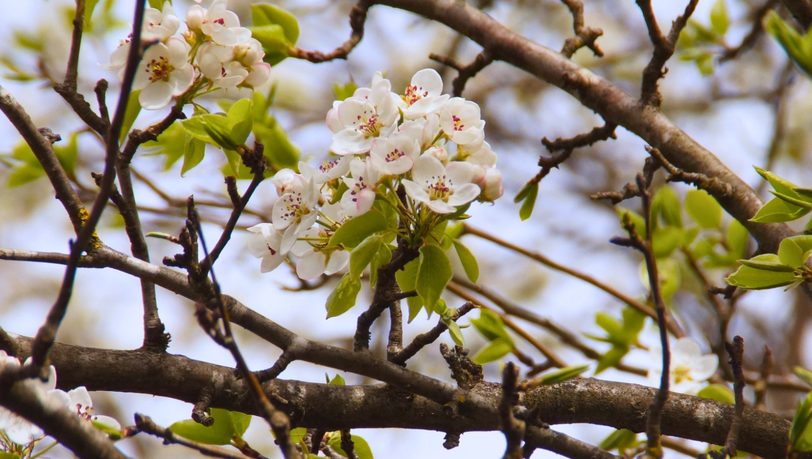 Die Ur-Birnen bl&uuml;hen voraussichtlich noch bis Ende April.