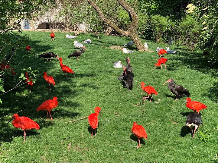 Neben den Silbermöwen leben in der Hellabrunner Großvoliere mehr als 20 Vogelarten.