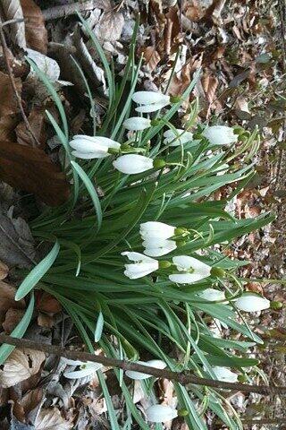 Juhu, ein paar Blümchen! Anfang April war es noch ganz schön grau in der Stadt. Mittlerweile sieht es etwas besser aus.