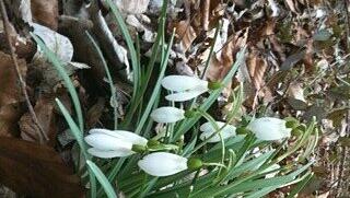 Juhu, ein paar Blümchen! Anfang April war es noch ganz schön grau in der Stadt. Mittlerweile sieht es etwas besser aus. Juhu, ein paar Blümchen! Anfang April war es noch ganz schön grau in der Stadt. Mittlerweile sieht es etwas besser aus.