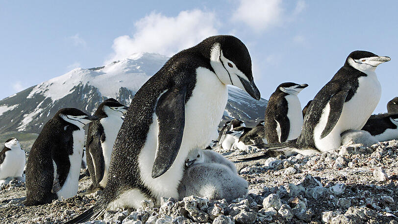 Pinguine brüten ihre Eier aus, Jungtiere schlüpfen. Pinguine brüten ihre Eier aus, Jungtiere schlüpfen.