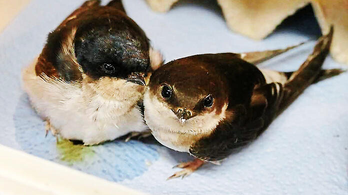 Zwei der Schwalben in der Wildtierstation des Tierschutzvereins München.