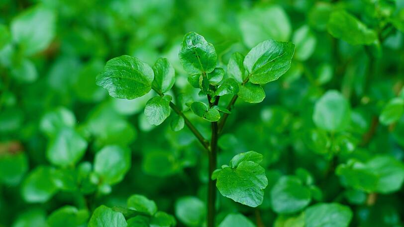 Brunnenkresse bevorzugt schattige bis halbschattige Plätze und wird zwischen März und Mai vor der Blüte geerntet. Sobald sie blüht, nimmt ihr Geschmack ab und der Vitamingehalt sinkt. Im Supermarkt ist die Brunnenkresse noch eine Seltenheit, auf Wochenmärkten hat man eher Glück. Samen zum Anbau gibt es im Baumarkt oder online - also warum nicht einfach selber anbauen? Brunnenkresse bevorzugt schattige bis halbschattige Plätze und wird zwischen März und Mai vor der Blüte geerntet. Sobald sie blüht, nimmt ihr Geschmack ab und der Vitamingehalt sinkt. Im Supermarkt ist die Brunnenkresse noch eine Seltenheit, auf Wochenmärkten hat man eher Glück. Samen zum Anbau gibt es im Baumarkt oder online - also warum nicht einfach selber anbauen?