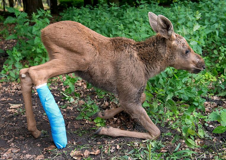 Unter Vollnarkose wurde Herberts Bein in der vergangenen Woche eingegipst. Nun musste der kleine Elch auch noch operiert werden. (Archivbilder)