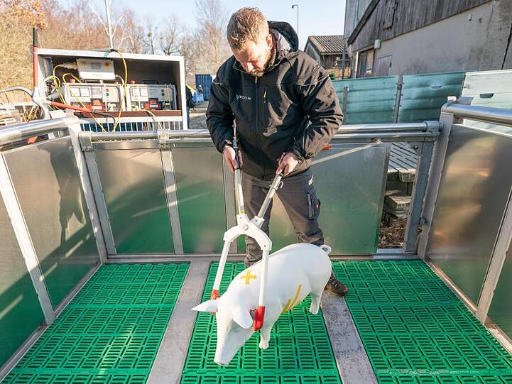 Proben für den Ernstfall: Ein Mitarbeiter des Landwirtschaftsbetriebs Vetcon simuliert an einem Modell die Tötung eines Hausschweins mit einer Elektrozange.