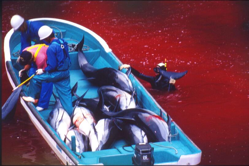 In Japan machen Fischer wieder grausam Jagd auf Tausende Delfine.