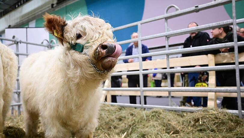 In der Tierhalle k&ouml;nnen Besucherinnen und Besucher auch K&auml;lber sehen.