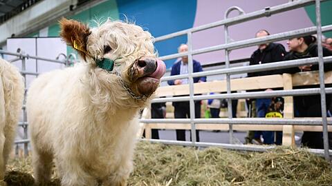 In der Tierhalle k&ouml;nnen Besucherinnen und Besucher auch K&auml;lber sehen.