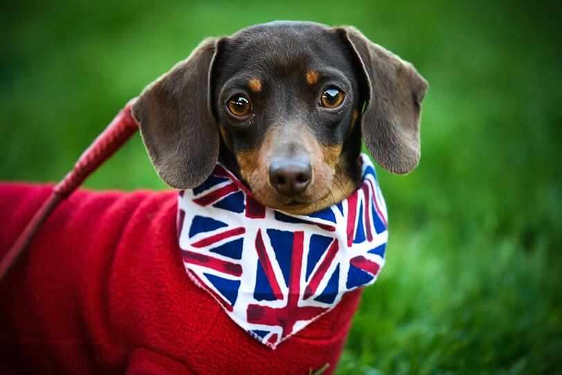 Ein Hund mit britischer Fahne als Halstuch.