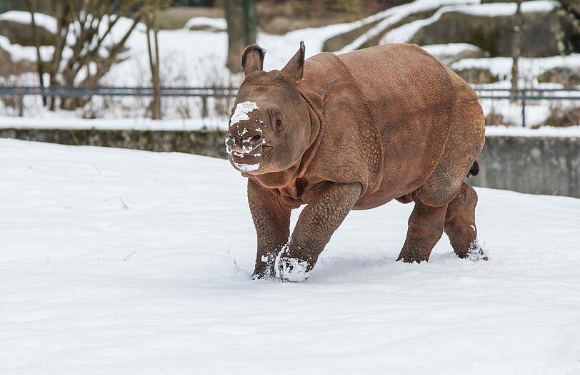 Wintereinbruch in Hellabrunn: Nashorn-Nachwuchs Puri im Schnee.