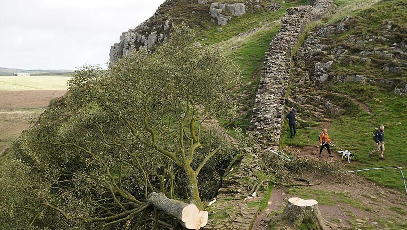 Der ikonische Baum war im September 2023 gefällt worden. (Archivbild)