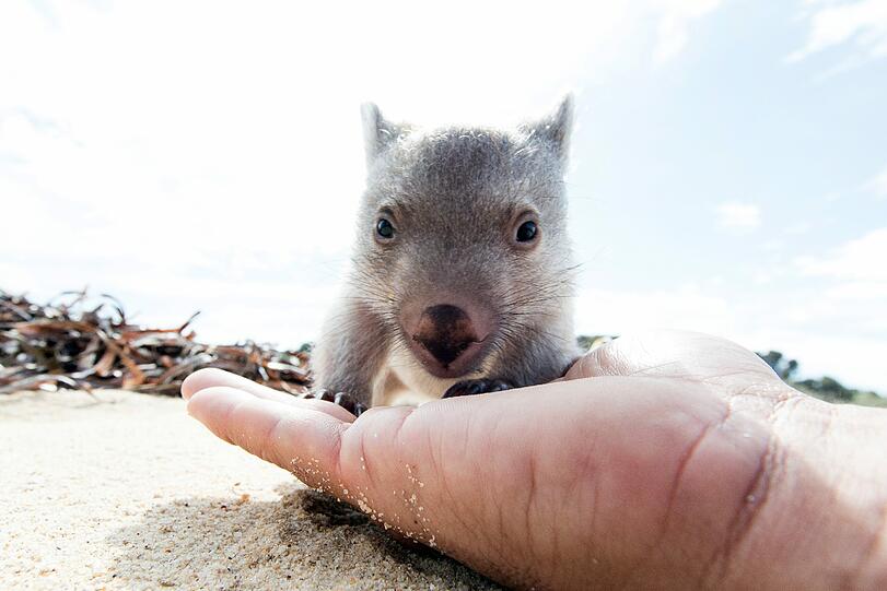 Das Wombat-Baby Derek sucht einen professionellen Knuddler.