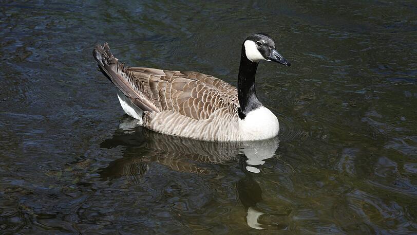 Die Kanada-Gans posiert gerne &ndash; vielleicht fällt ja was ab dabei?