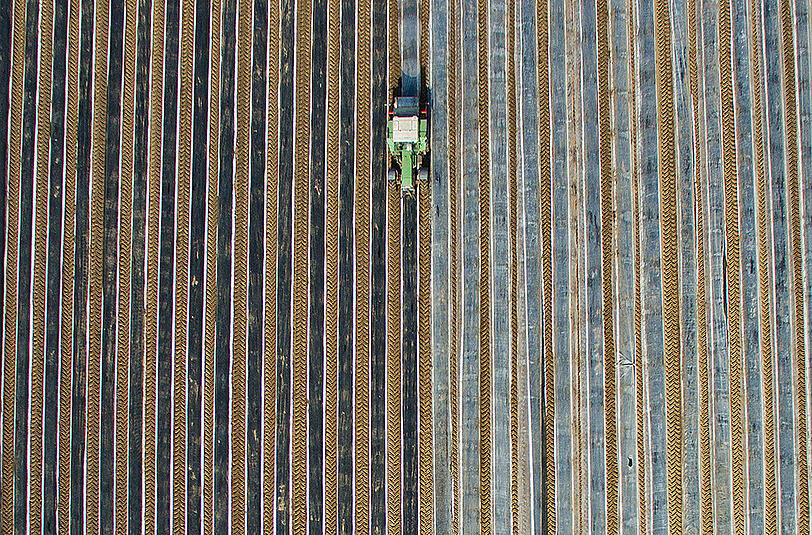 Landwirt auf einem Spargelfeld in Niedersachsen. Die EU-Bauern haben wegen gesunkener Weltmarktpreise und des russischen Importstopps für EU-Agrarprodukte erhebliche verringerte Einnahmen. Foto: Julian Stratenschulte
