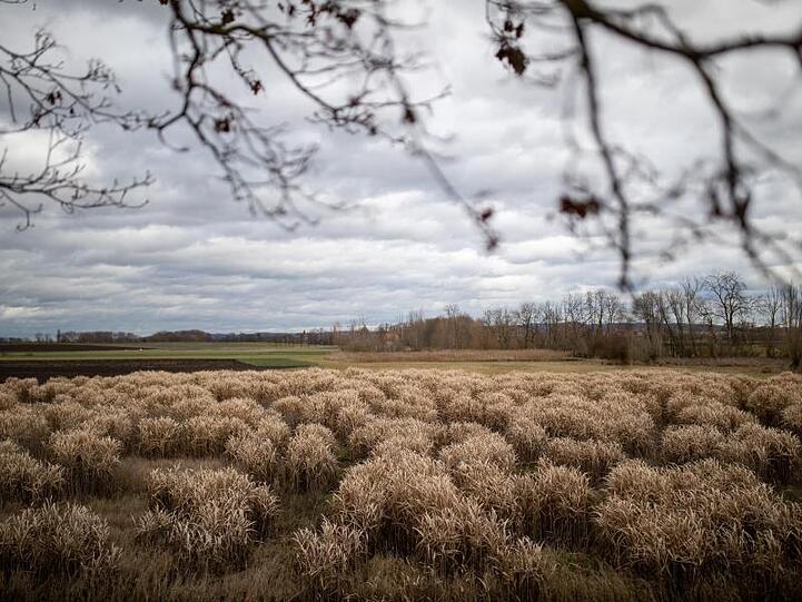 Kahle Äste und Bäume sowie dürres Schilf heben sich unter dem grauen wolkenbehagenen Himmel ab. Foto: Daniel Karmann/dpa/Archivbild