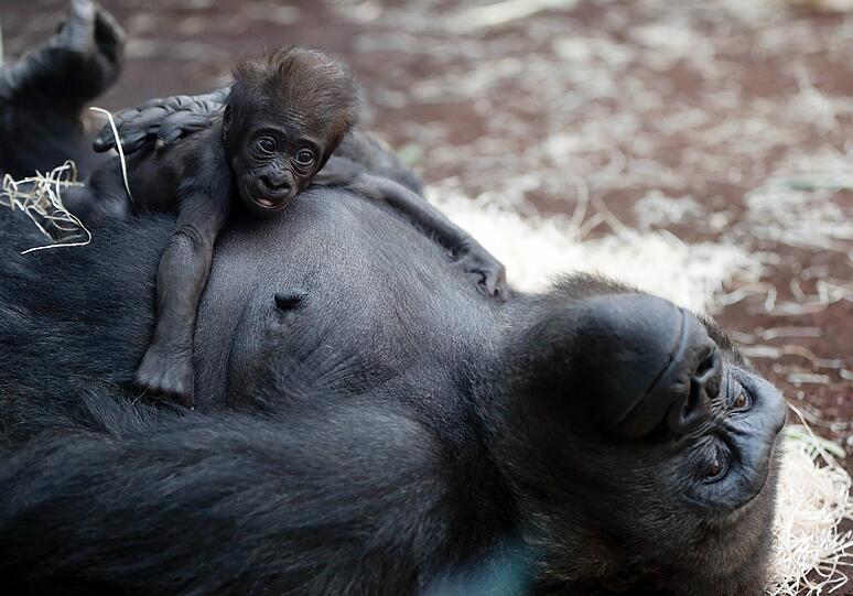Nachwuchs bei den Menschenaffen: Mehr Fotos vom kleinen Gorilla-Baby und seiner Mutter Bagira. Zum Durchklicken...
