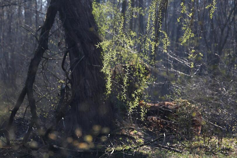 Jetzt geht's aufwärts: Zart-frisches Grün leuchtet durch das Holz.